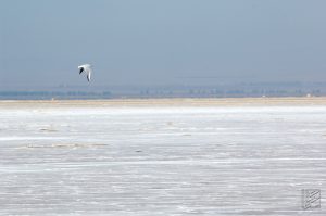 نمونه ای از پرندگان دریاچه حوض سلطان
